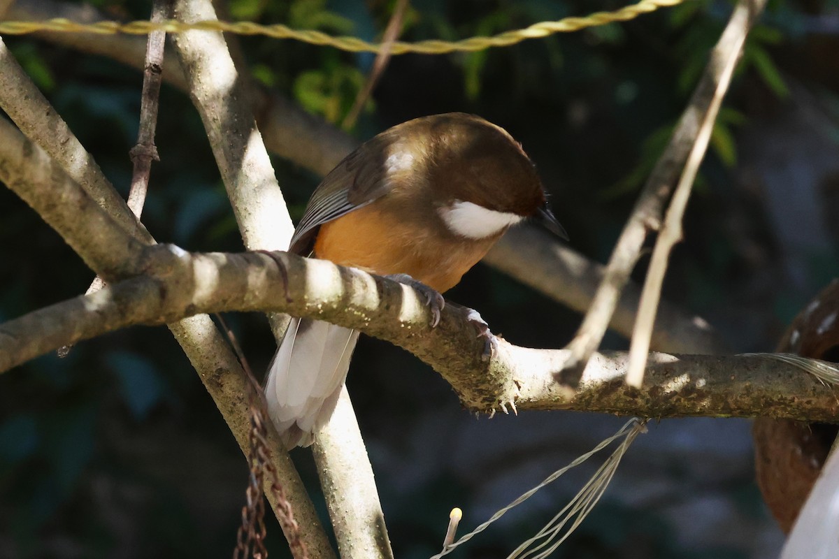 White-throated Laughingthrush - ML630174049