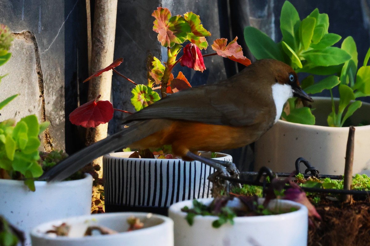 White-throated Laughingthrush - ML630174050