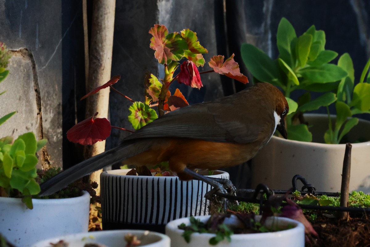 White-throated Laughingthrush - ML630174051