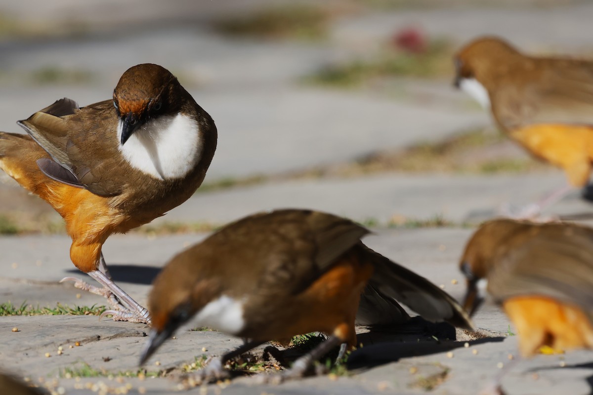 White-throated Laughingthrush - ML630174052