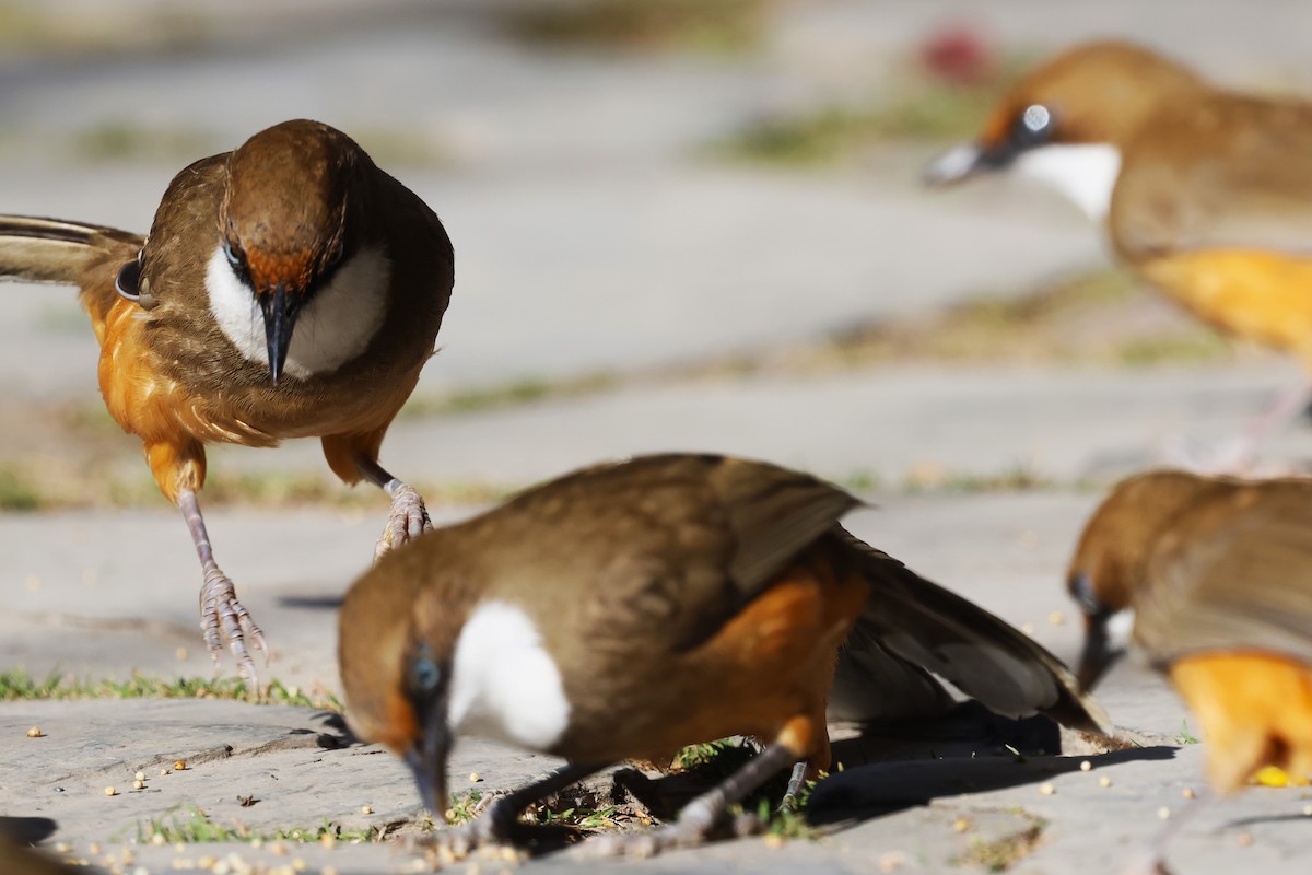 White-throated Laughingthrush - ML630174053