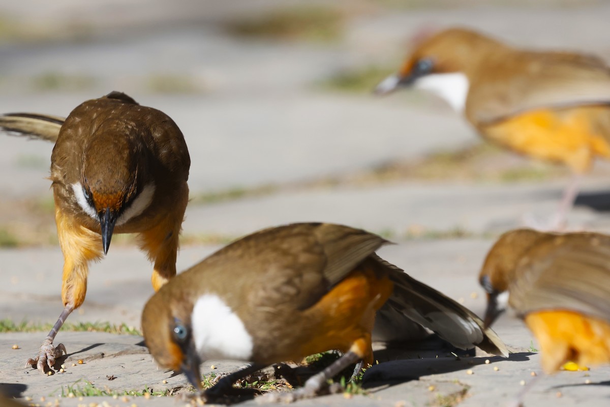 White-throated Laughingthrush - ML630174054