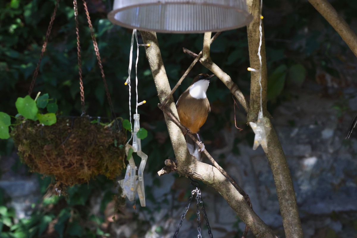 White-throated Laughingthrush - ML630174057