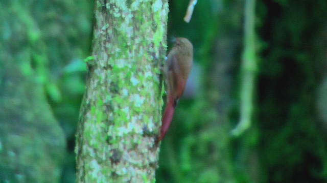 Wedge-billed Woodcreeper - ML630174058