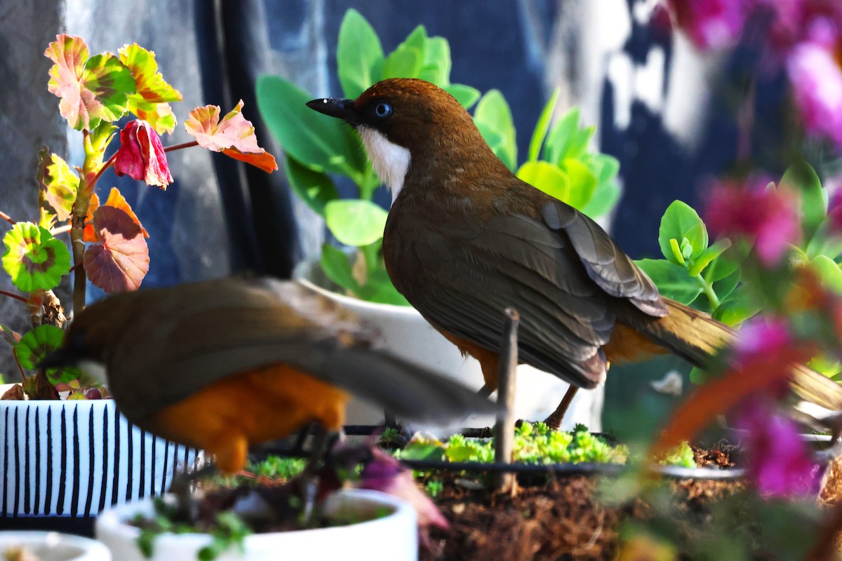 White-throated Laughingthrush - ML630174060