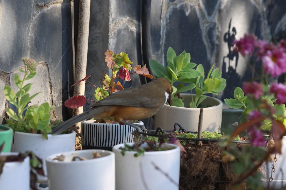 White-throated Laughingthrush - ML630174063