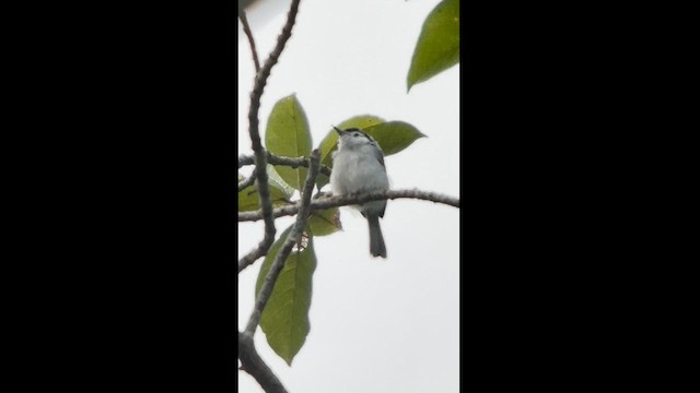 White-browed Gnatcatcher - ML630174221