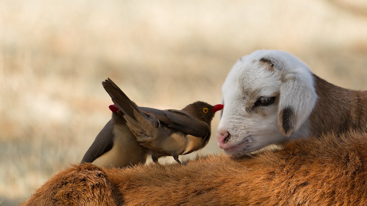 Red-billed Oxpecker - ML630174231