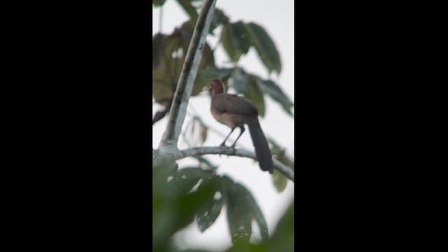 Rufous-headed Chachalaca - ML630174234
