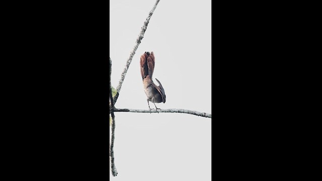 Rufous-headed Chachalaca - ML630174247