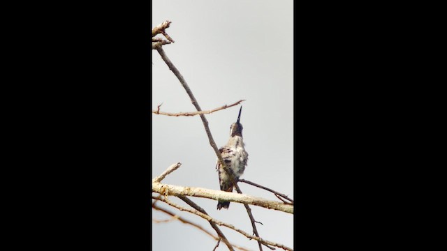 Long-billed Starthroat - ML630174255