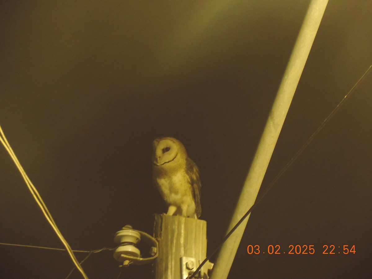 American Barn Owl - ML630174336