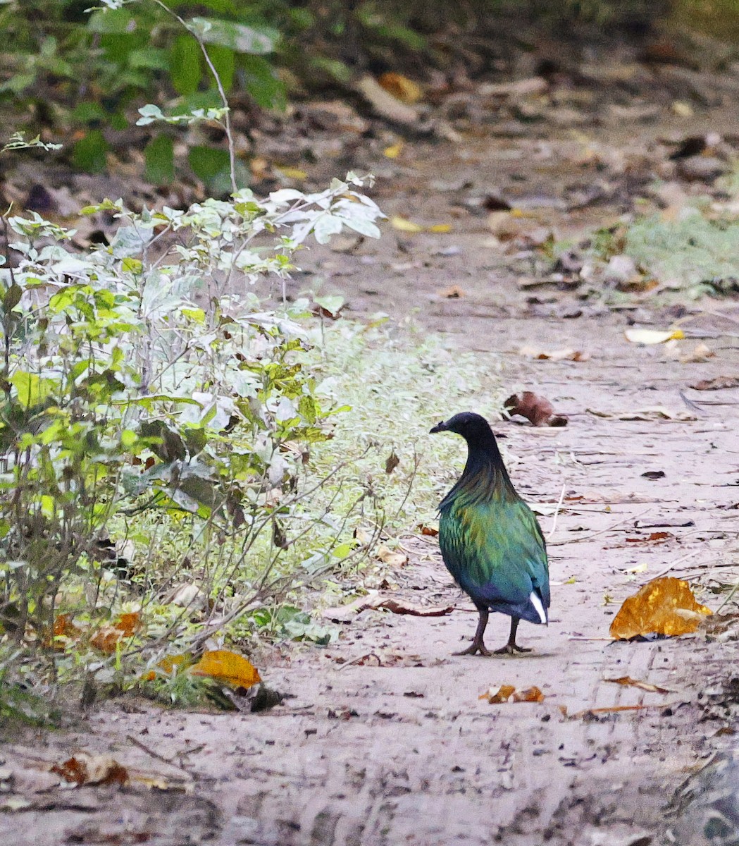 Nicobar Pigeon - ML630174414