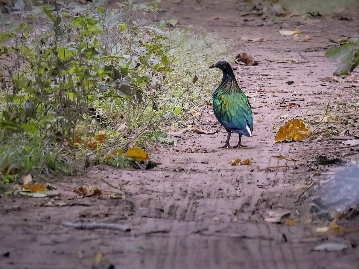 Nicobar Pigeon - ML630174448