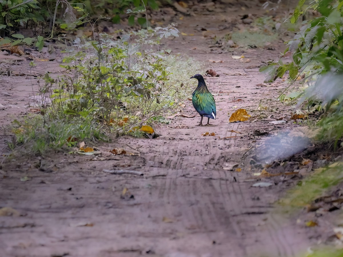 Nicobar Pigeon - ML630174449