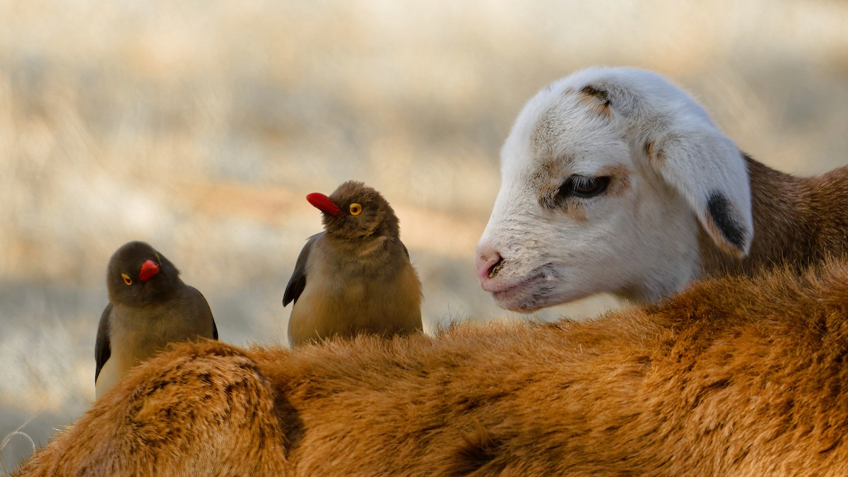 Red-billed Oxpecker - ML630174515