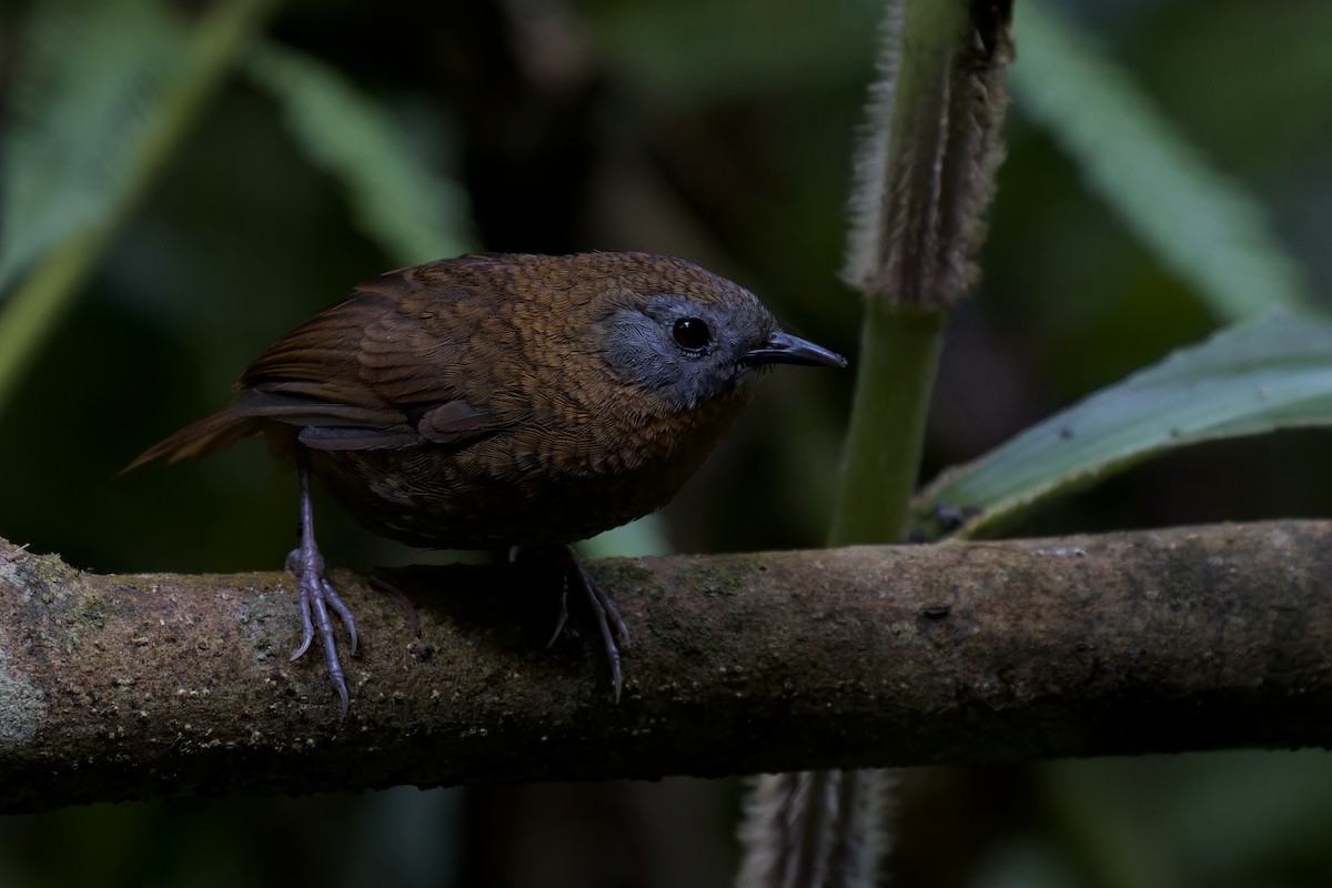 Gray-bellied Wren-Babbler - ML630174521