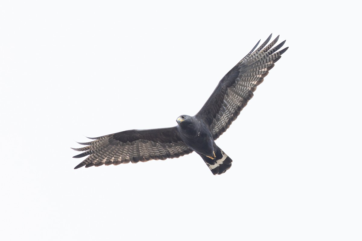 Zone-tailed Hawk - ML630174803