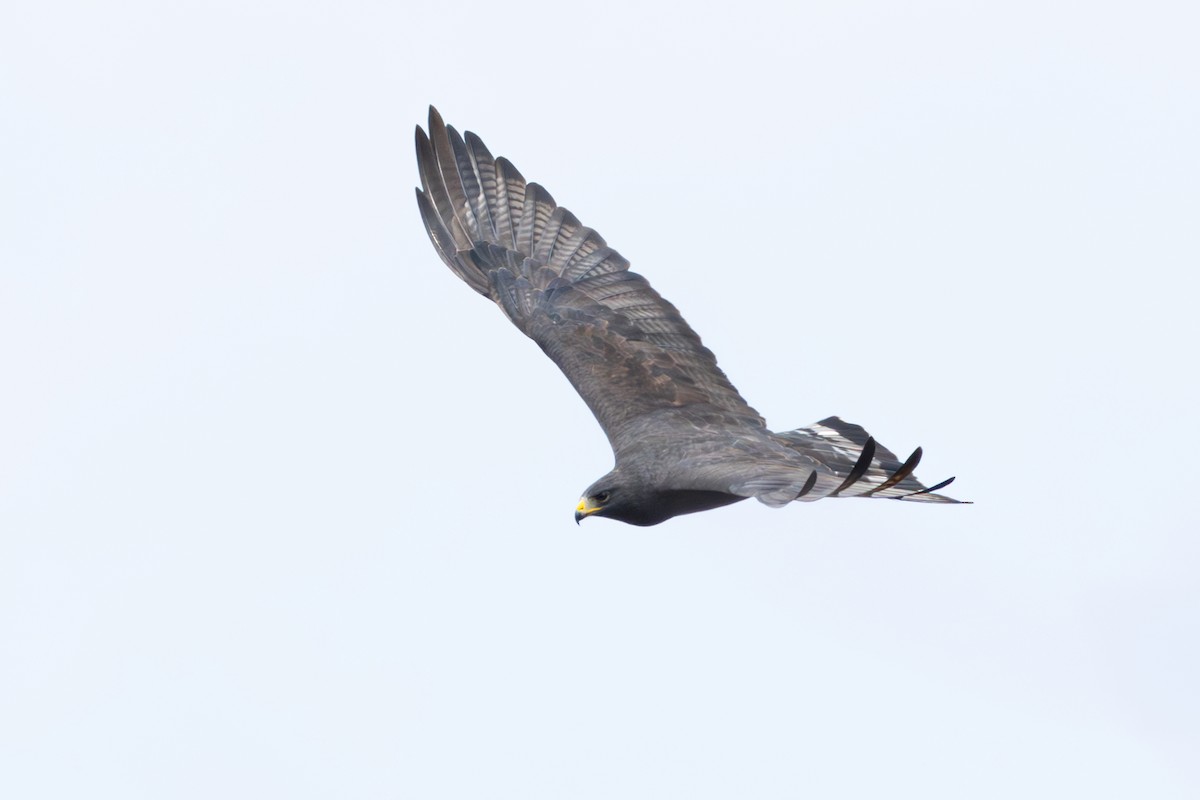 Zone-tailed Hawk - ML630174804