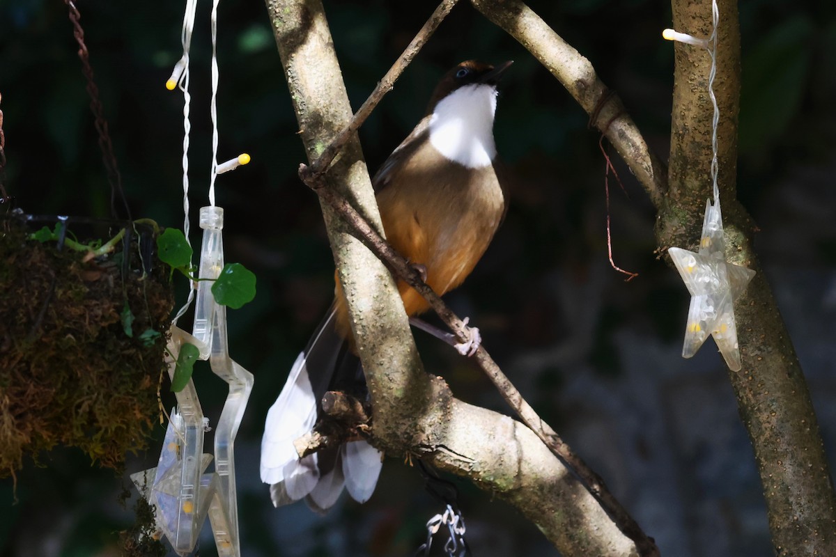 White-throated Laughingthrush - ML630174886