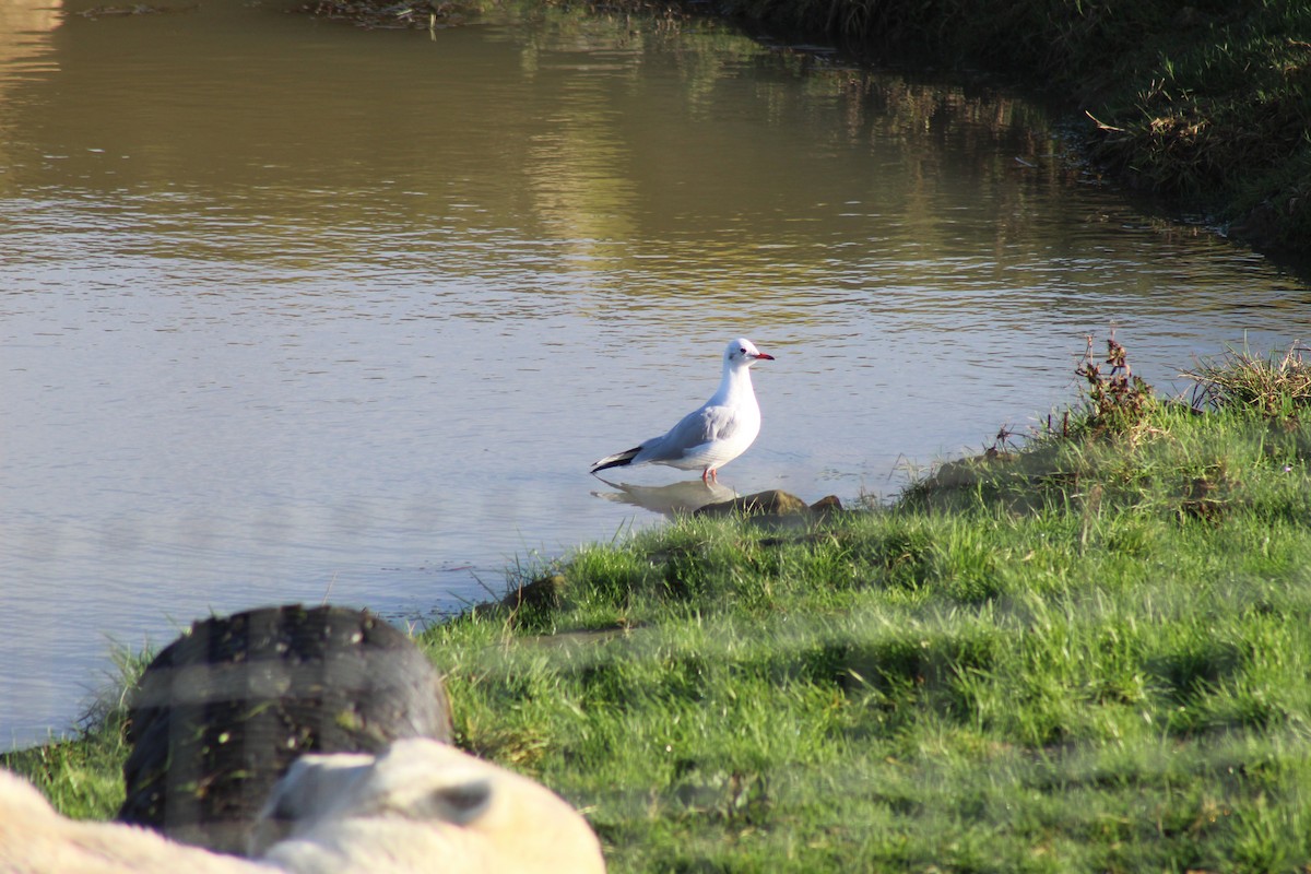 Lachmöwe - ML630174991