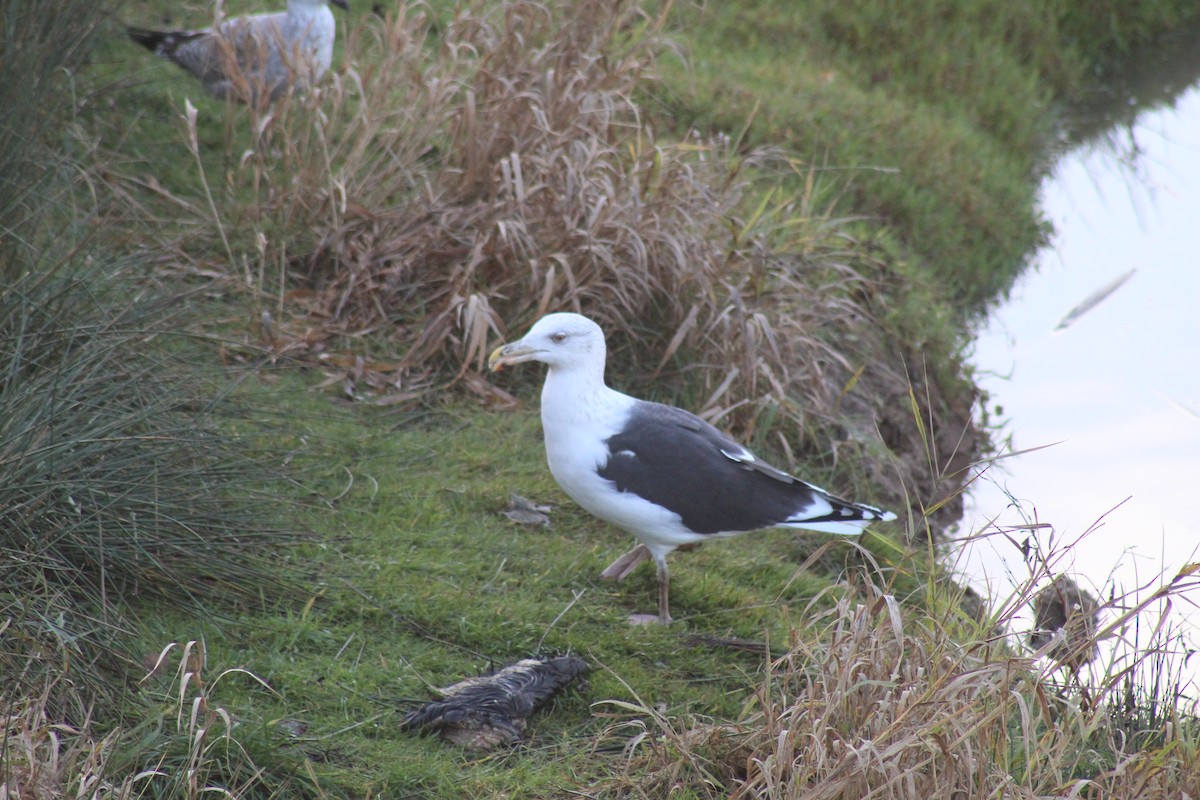 Mantelmöwe - ML630174998