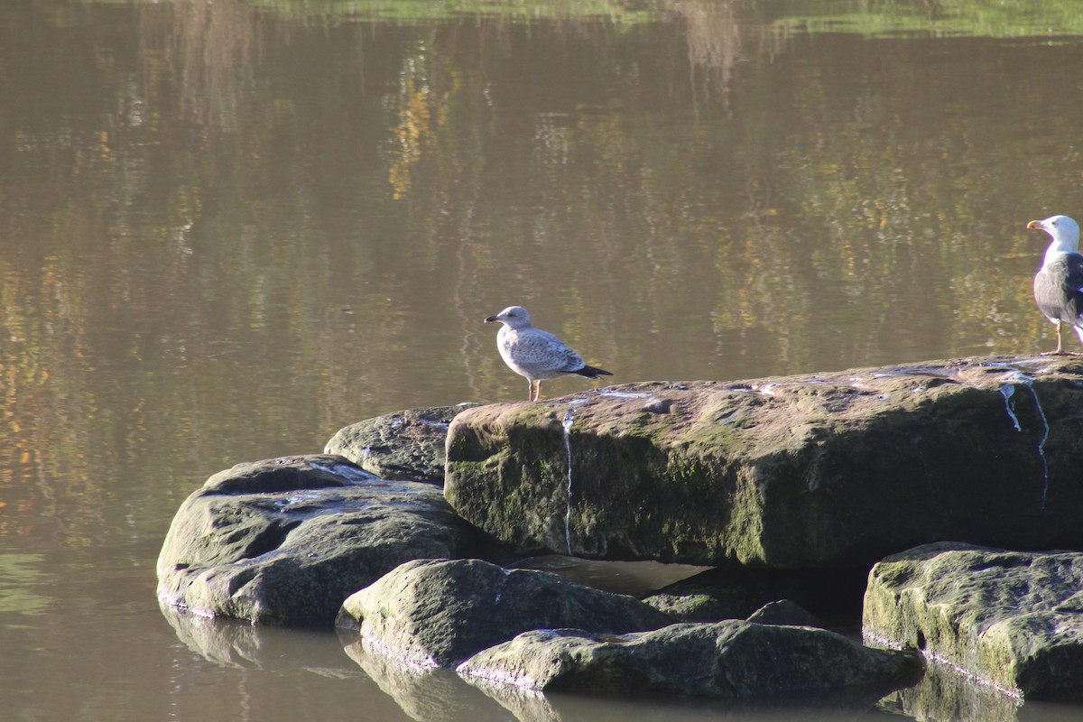 Silbermöwe - ML630175003