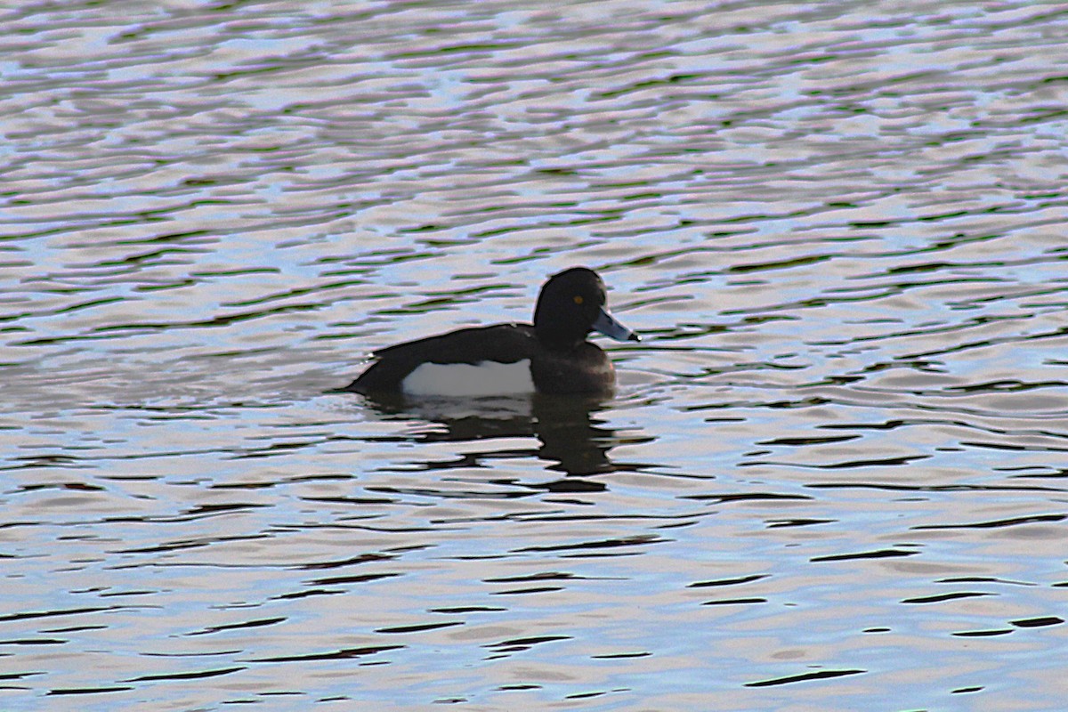 Reiherente - ML630175009