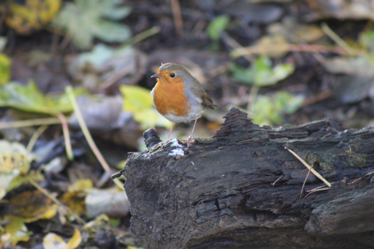 Rotkehlchen - ML630175037