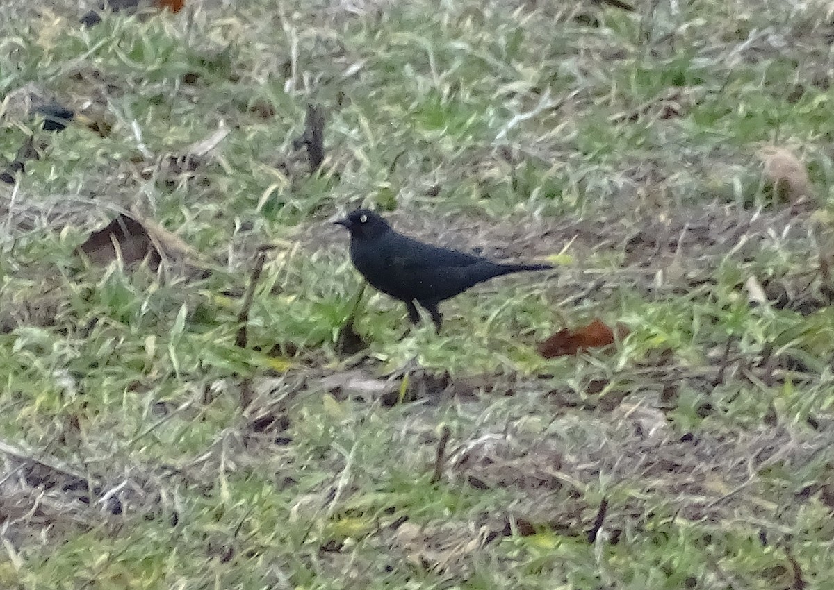 Rusty Blackbird - ML630175040