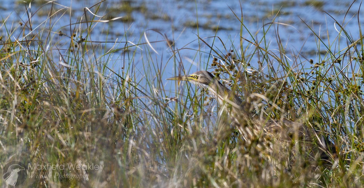 American Bittern - ML630175053