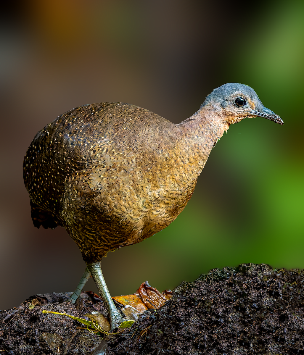 Highland Tinamou - ML630175070