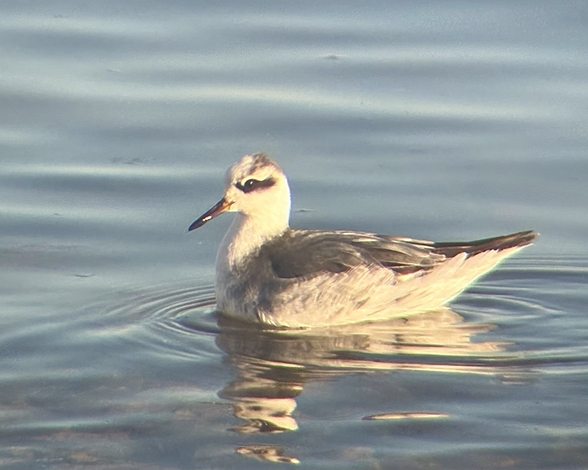 Red Phalarope - ML630175074