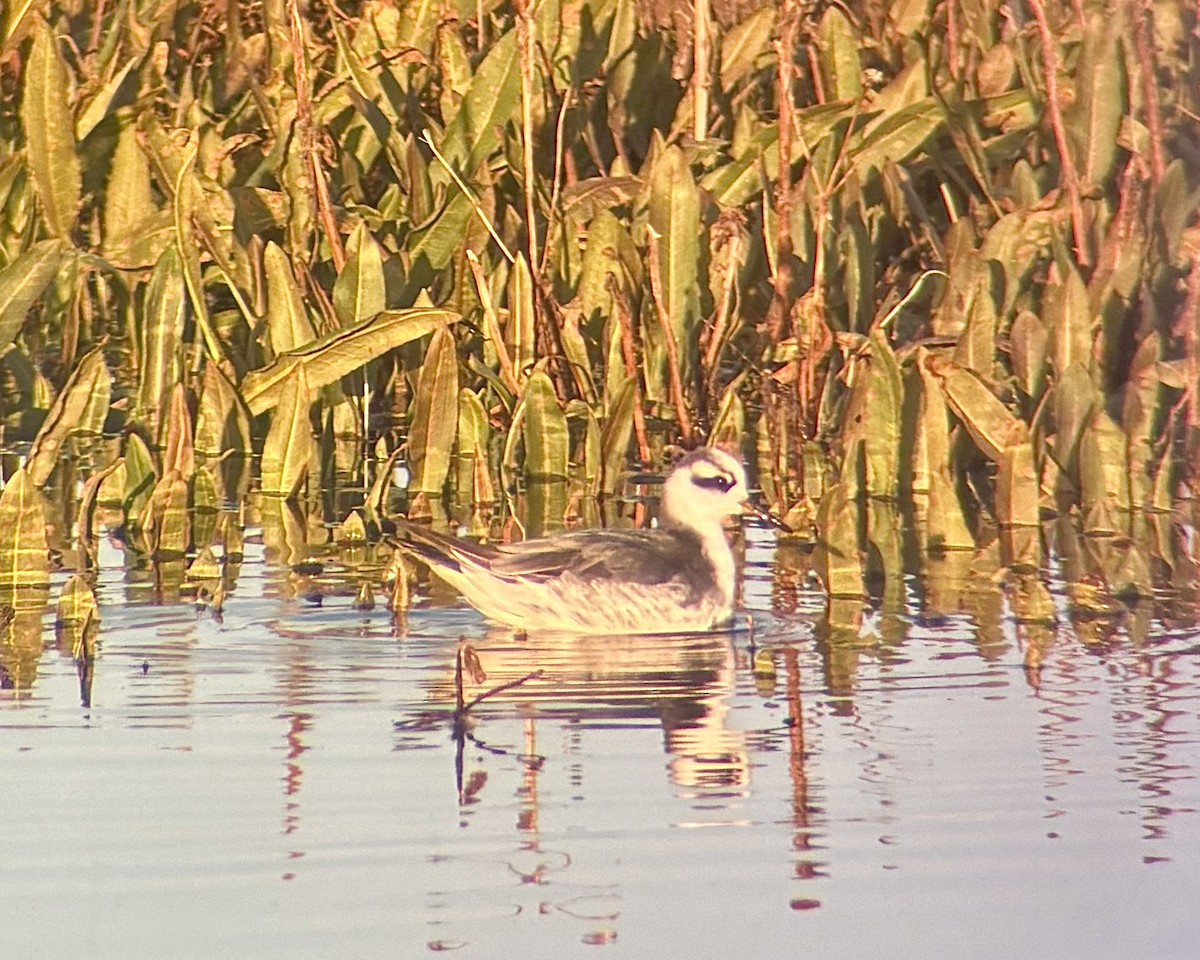 Red Phalarope - ML630175075