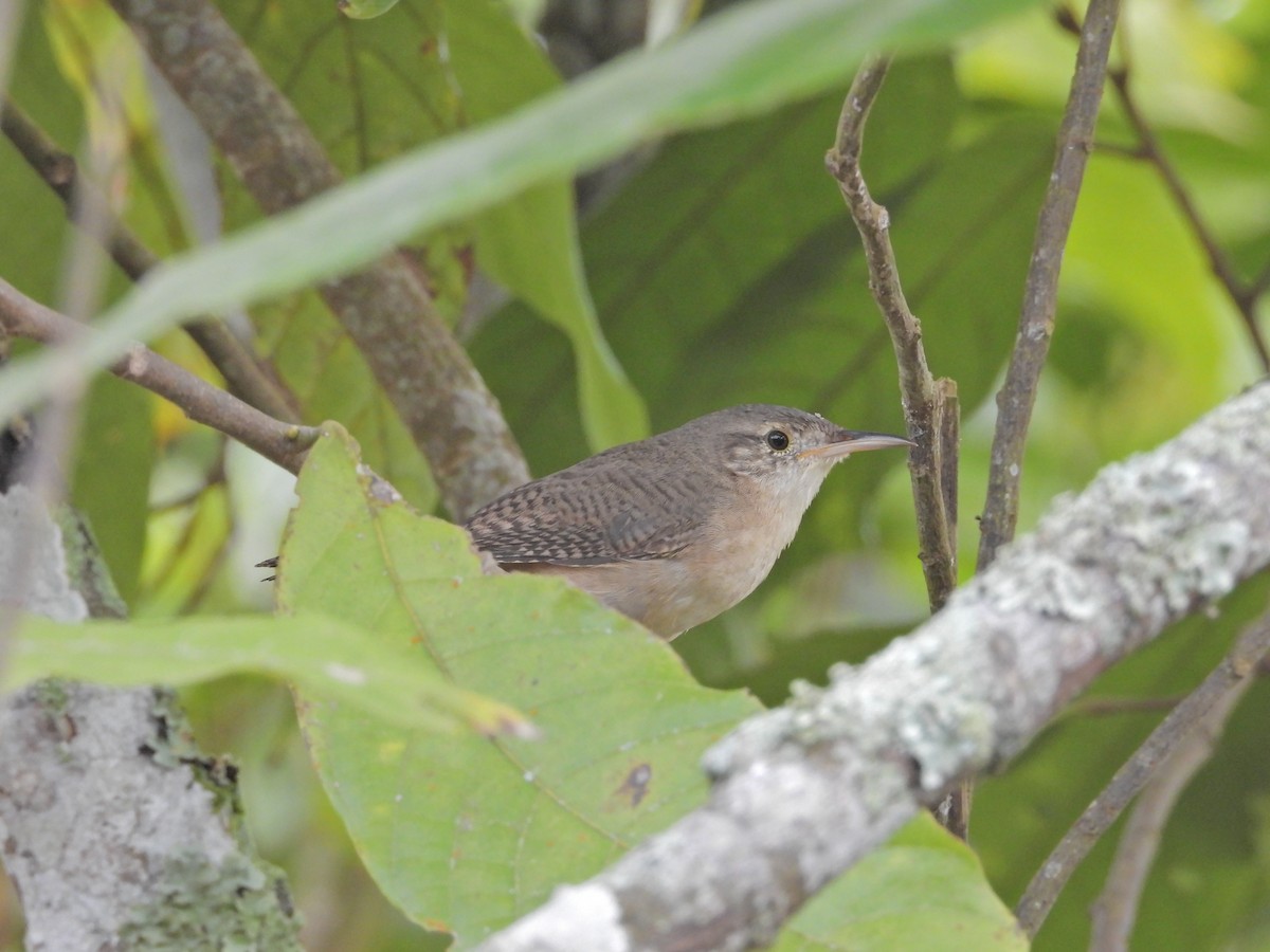 Southern House Wren - ML630175088