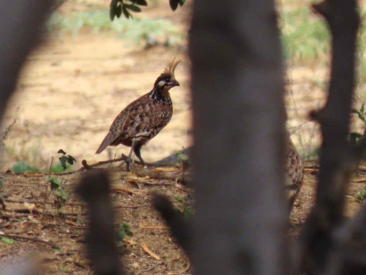 Crested Bobwhite - ML630175182