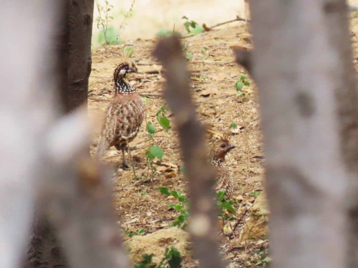 Crested Bobwhite - ML630175183