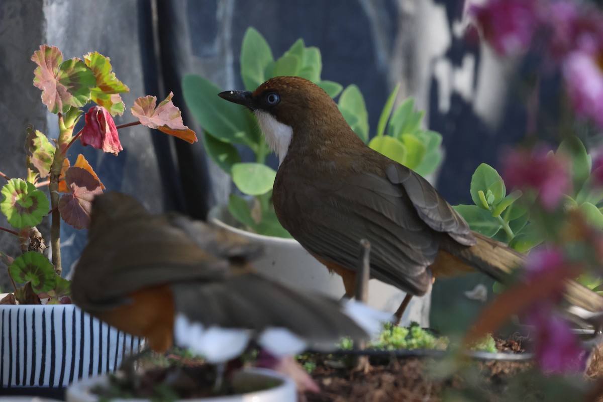 White-throated Laughingthrush - ML630175187