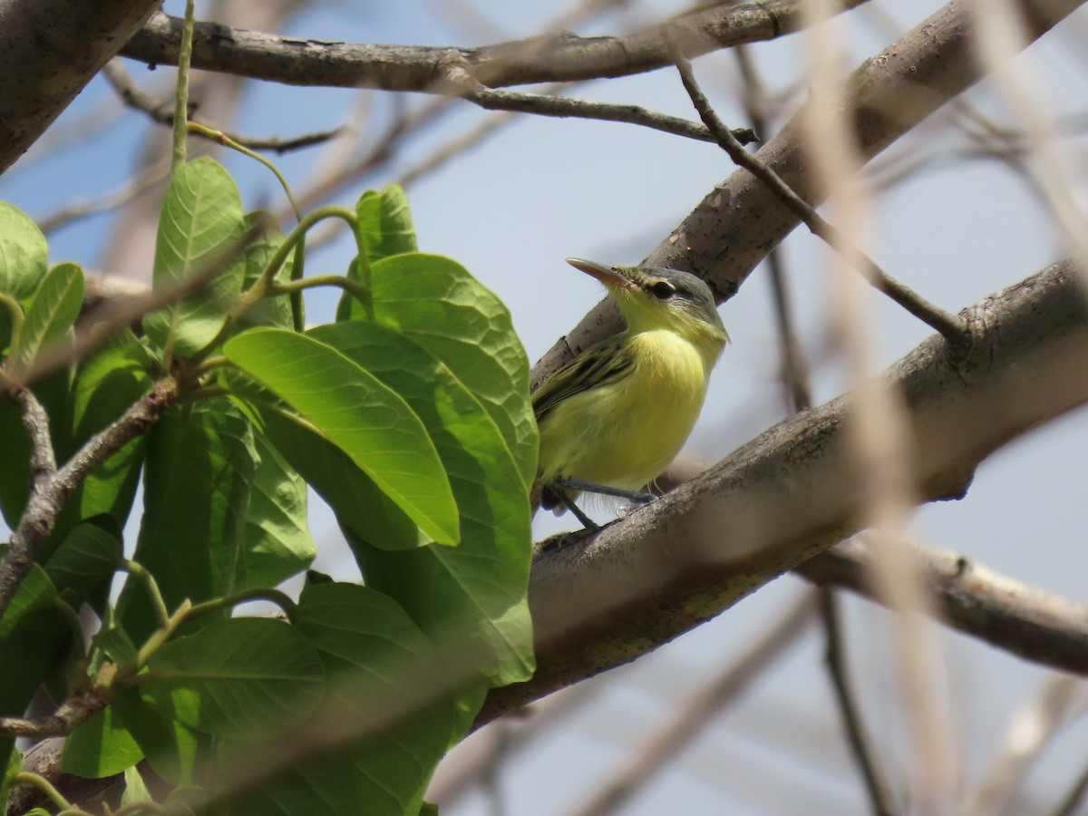 Maracaibo Tody-Flycatcher - ML630175190