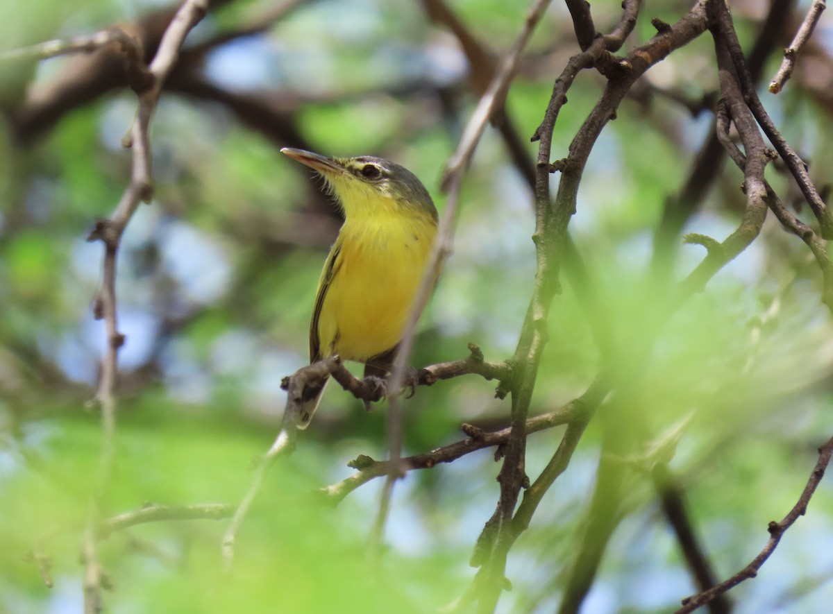 Maracaibo Tody-Flycatcher - ML630175197