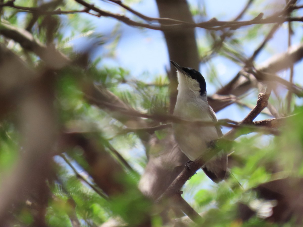 Tropical Gnatcatcher (plumbiceps/anteocularis) - ML630175211