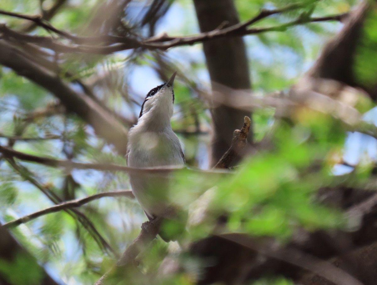 Tropical Gnatcatcher (plumbiceps/anteocularis) - ML630175212