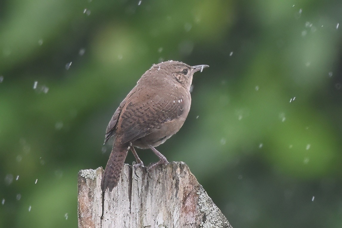 Southern House Wren - ML630175233