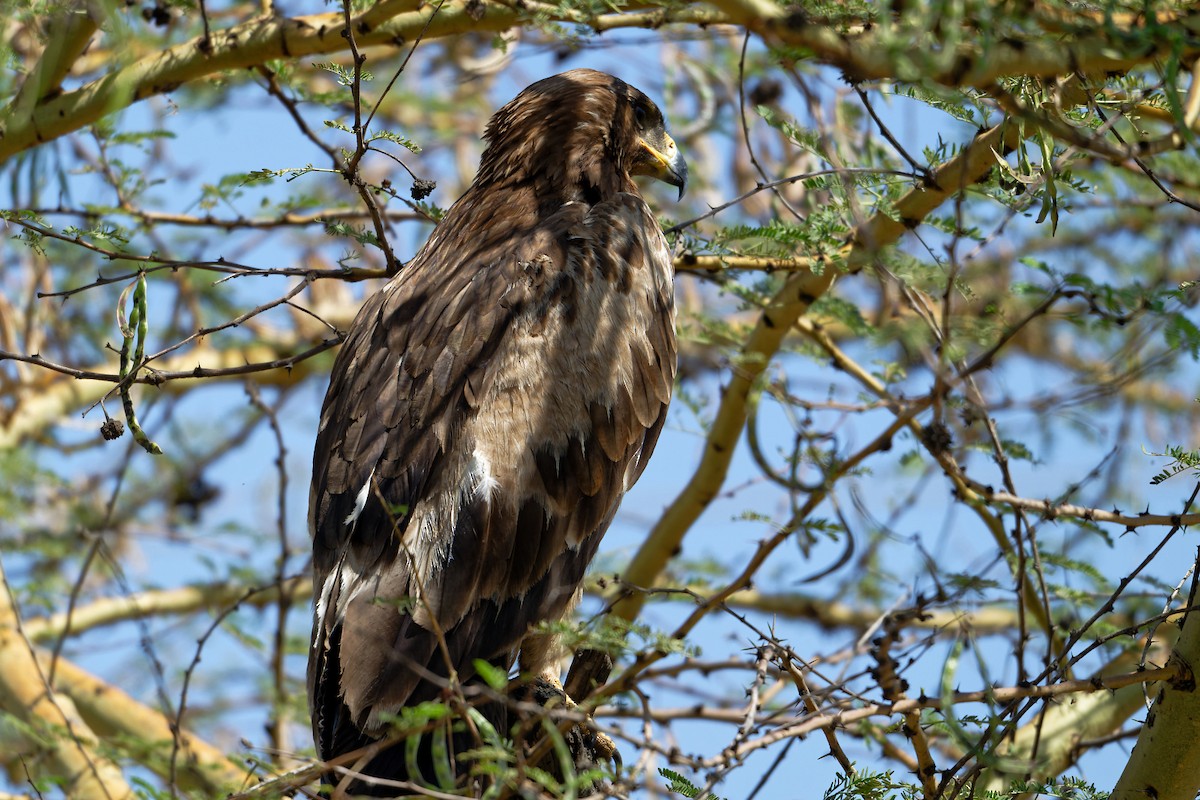 Tawny Eagle - ML630175253