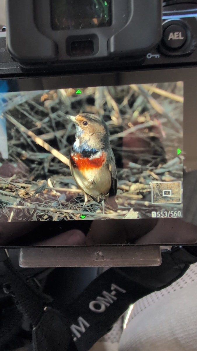 Bluethroat - ML630175325
