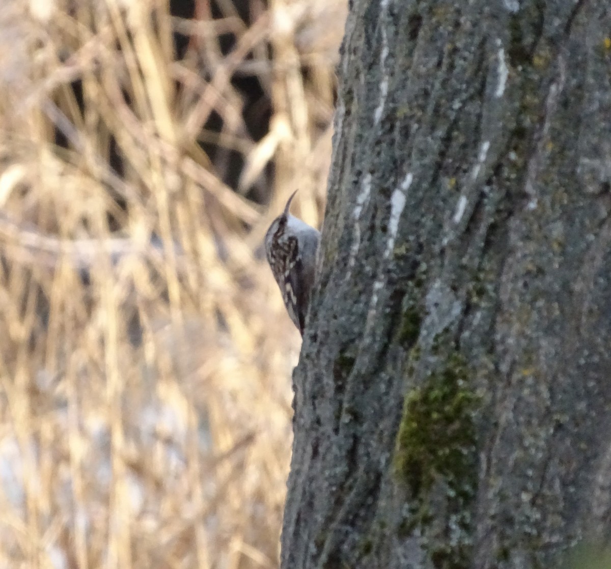 Short-toed Treecreeper - ML630175349