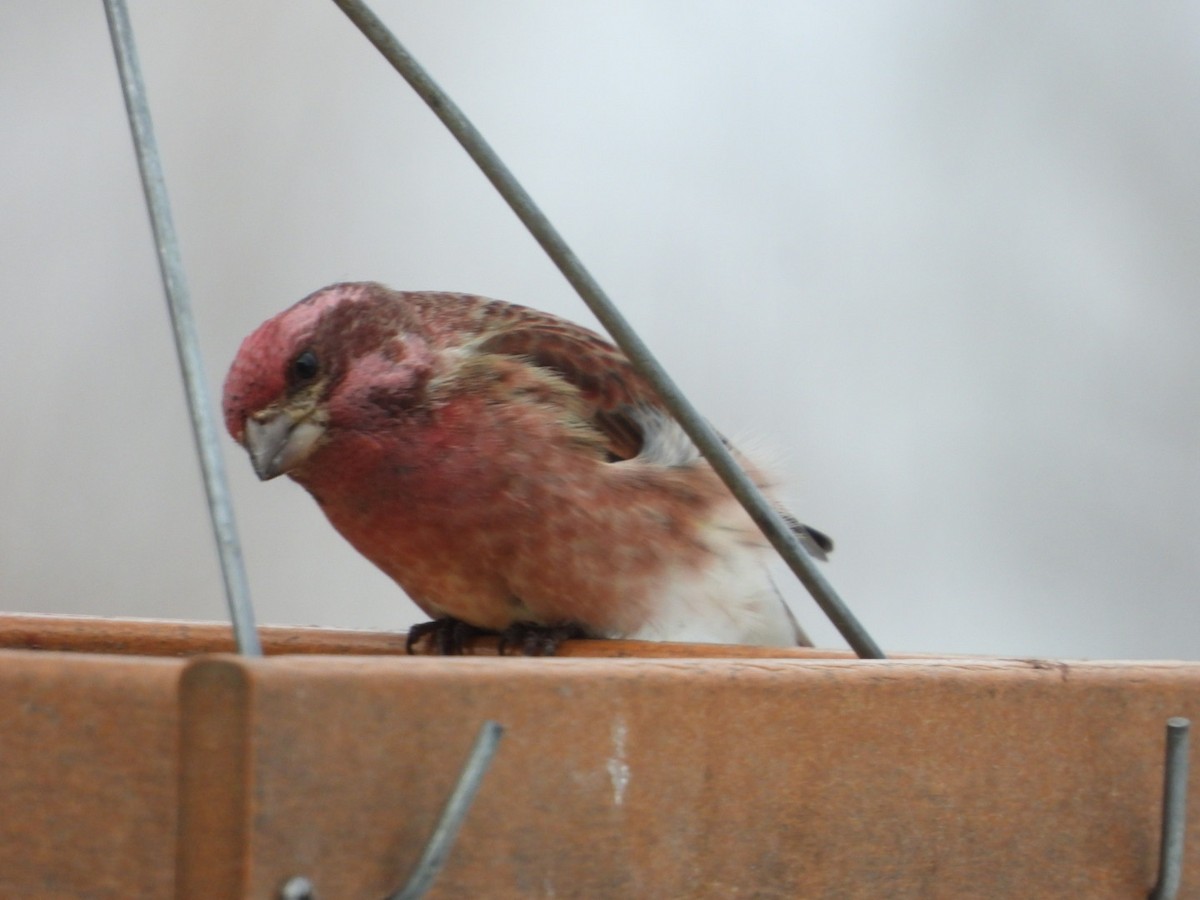 Purple Finch - ML630175356
