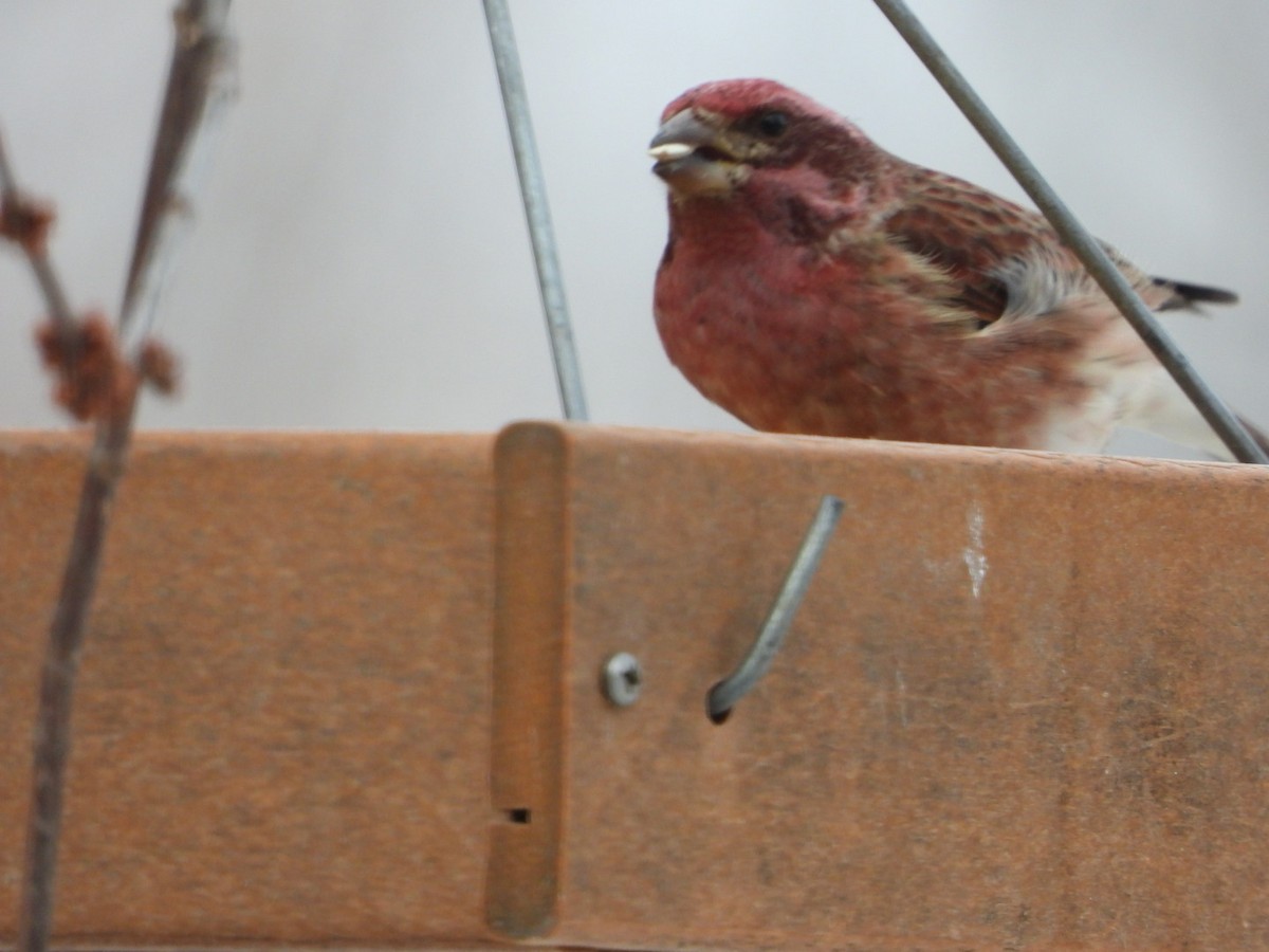 Purple Finch - ML630175357