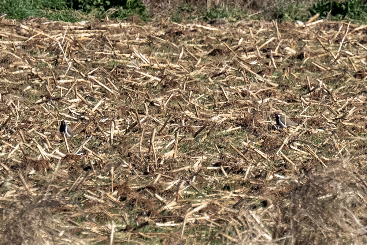 Red-wattled Lapwing - ML630175533