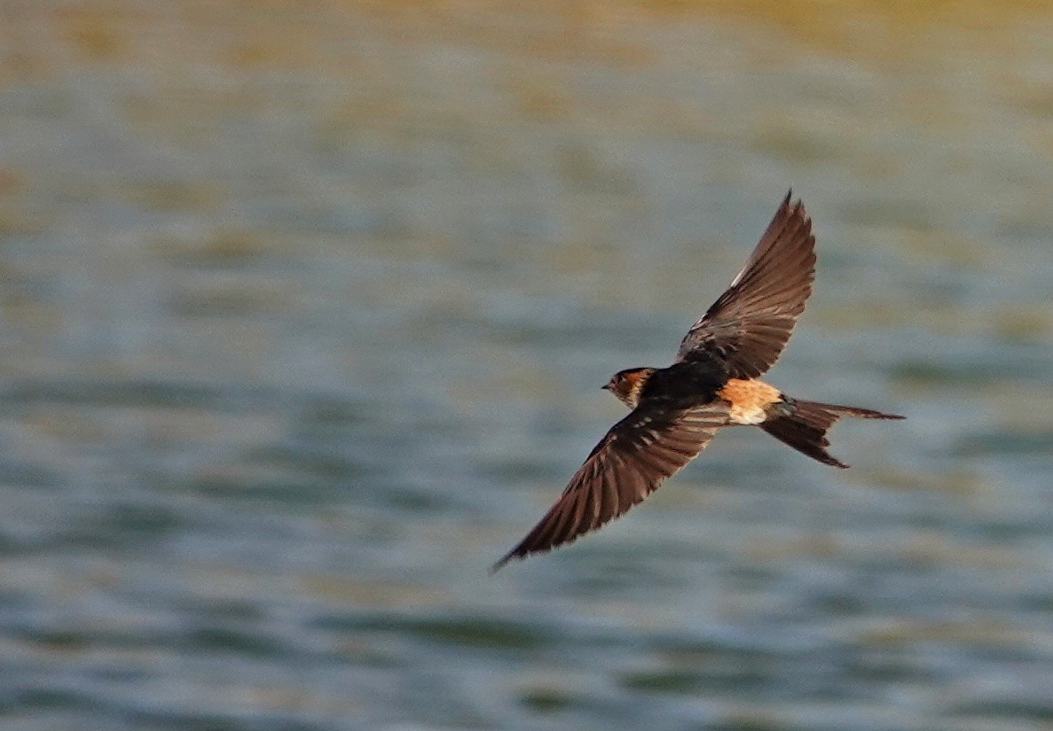 Eastern Red-rumped Swallow - ML630175784
